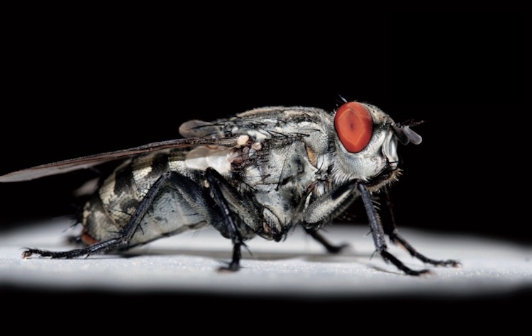 Le mosche possono essere un tormento anche per noi umani, ma diventano una vera tortura per la nostra mandria, specialmente al pascolo. Non dimentichiamolo mai