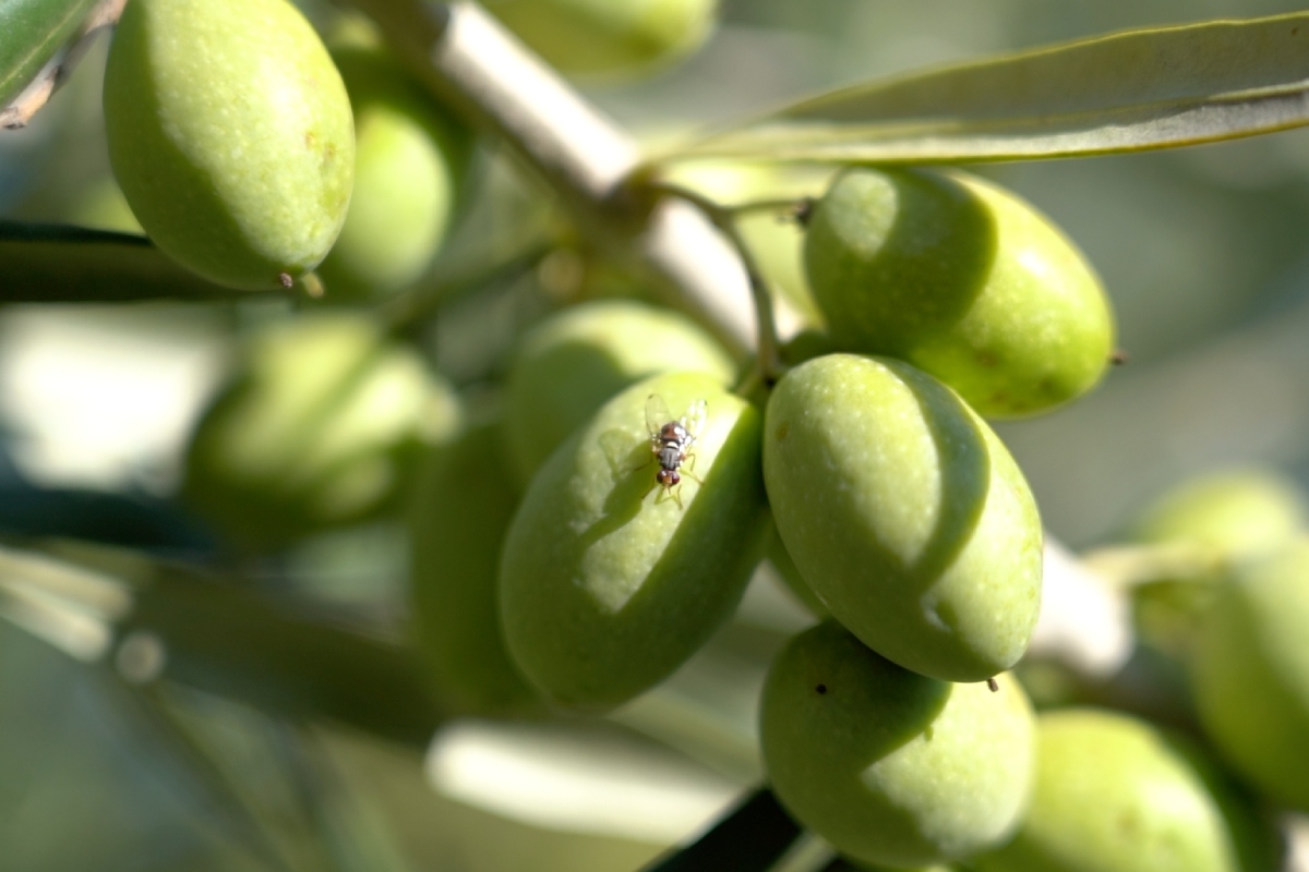 Un esemplare di Bactrocera oleae su olive (Foto di archivio)
