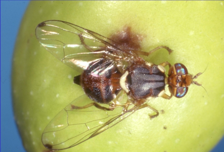 mosca-olivo-bactrocera-oleae-by-dipartimento-scienze-agrarie-universita-pisa-jpg.jpg