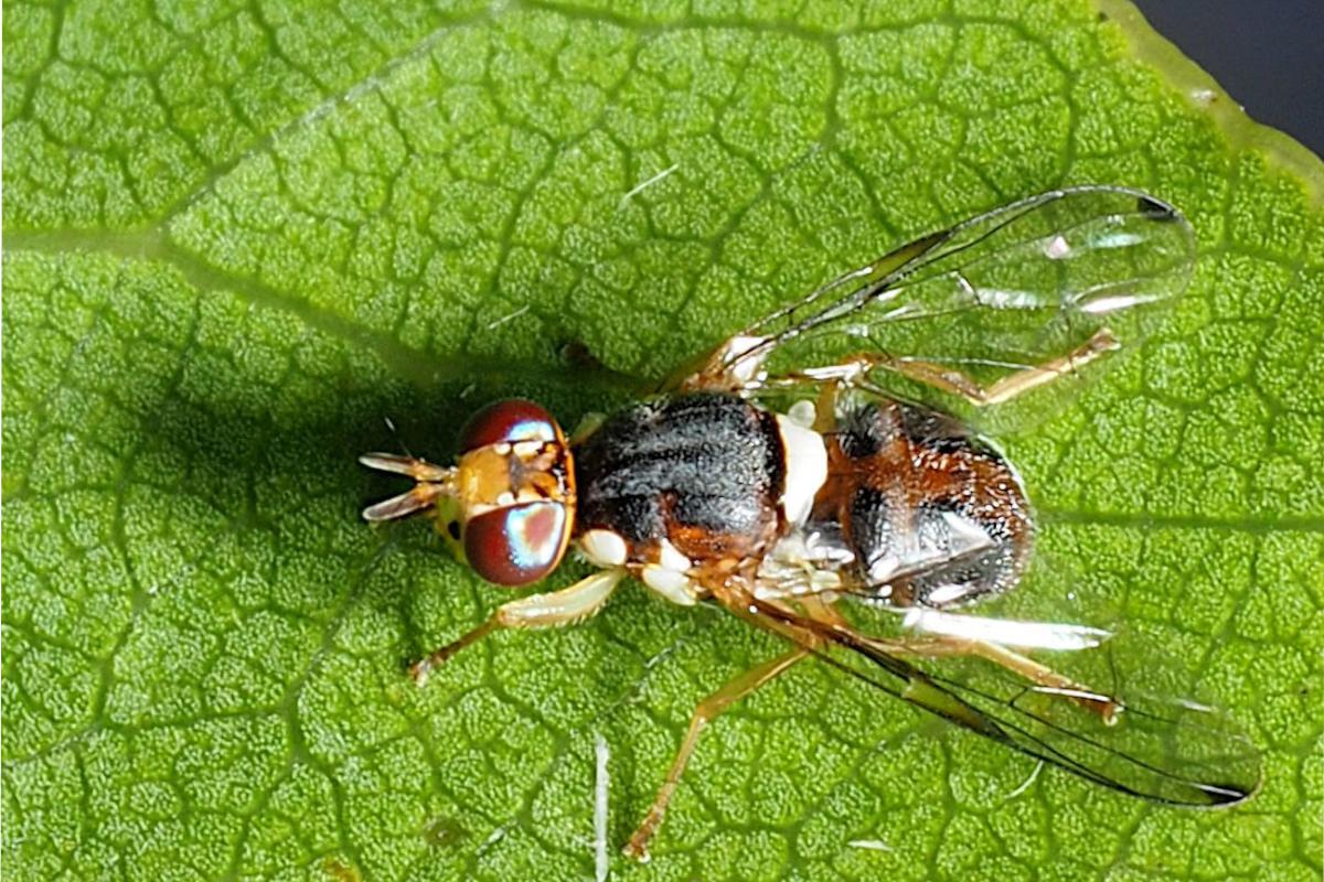 Un esemplare di mosca dell'olivo (Foto di archivio)