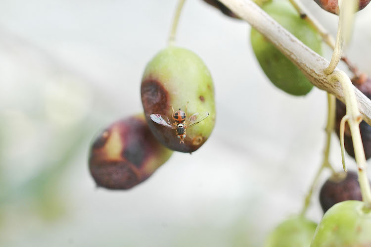 La mosca dell'olivo risente delle alte temperature