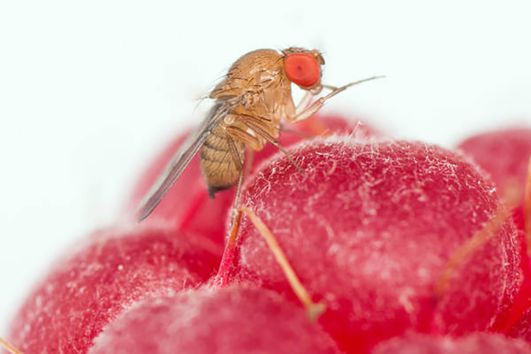 Esemplari di Drosophila suzukii su lampone