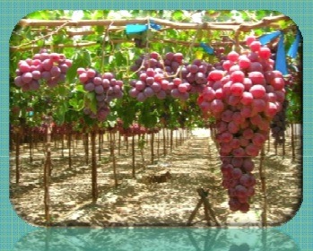 Varietà di uva da tavola. Turi (Ba), venerdì 30 settembre 2011