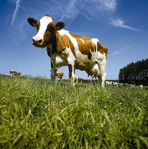 Magnesia-Kainit di K+S Italia apporta preziosi elementi nutritivi al terreno e quindi alla dieta del bestiame