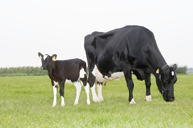 Una maggiore crescita durante lo svezzamento significa una successiva maggiore produzione di latte