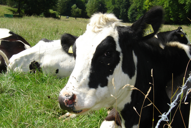 Problema afa nelle stalle: le mucche 'chiudono' i rubinetti del latte