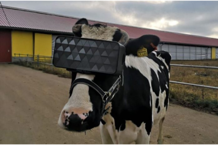 Mucche che indossano visori per la realtà virtuale