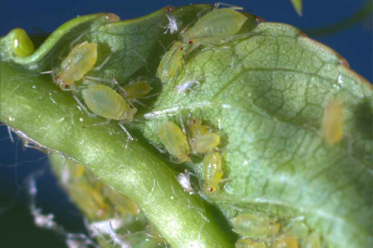 Gli afidi sono insetti che causano danni diretti e indiretti alle colture, ad esempio con la trasmissione di virus