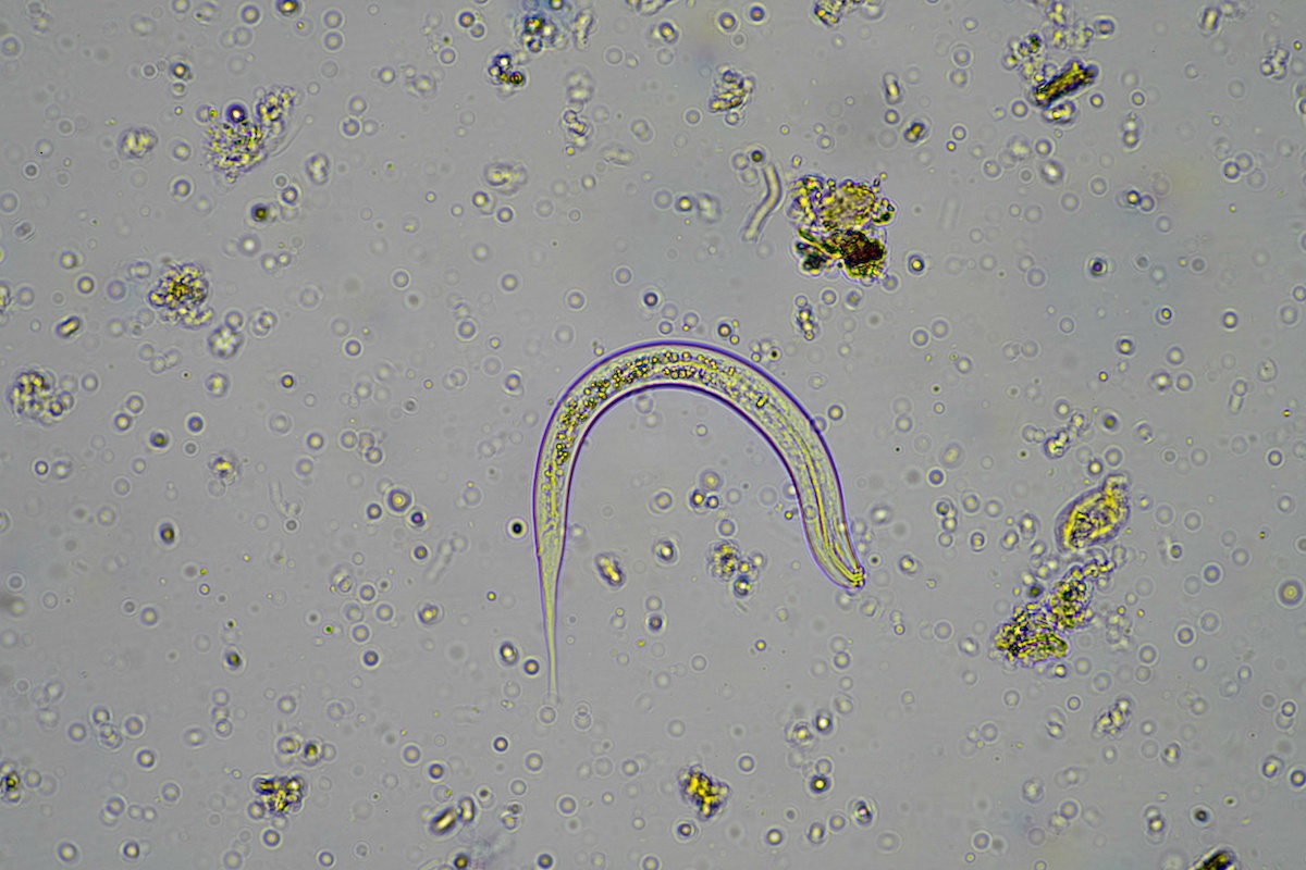 nematode-nematodi-microbi-del-suolo-by-phoebe-adobe-stock-1200x800.jpeg