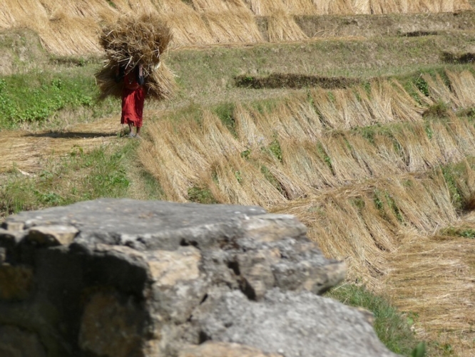 Donna al lavoro nei campi, Nepal