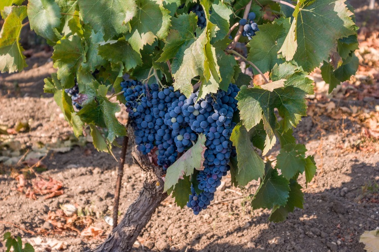 nero-d-avola-grappoli-vite-vitigno-uva-vitivinicoltura-by-manlio-70-adobe-stock-750x4991.jpeg