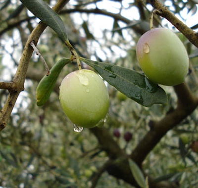 Irrigazione a goccia in olivicoltura: le soluzioni Netafim