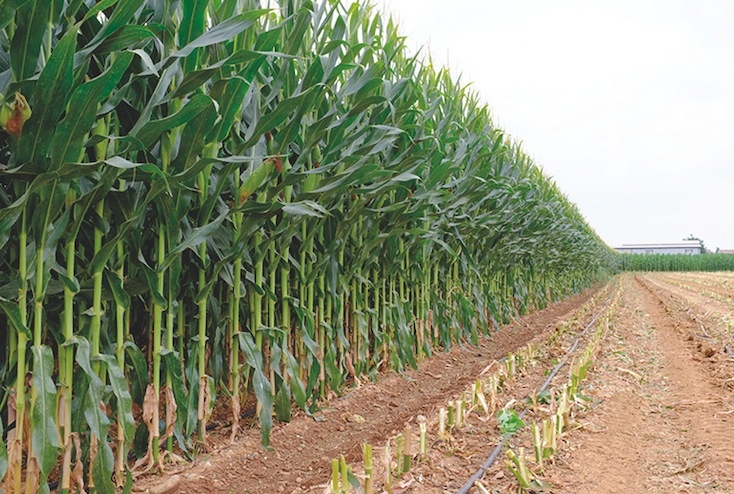 Irrigazione a goccia del mais, tutti i vantaggi - Agrimeccanica