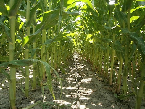 Ottimi risultati per le soluzioni irrigue a goccia Netafim dedicate alla coltura del mais