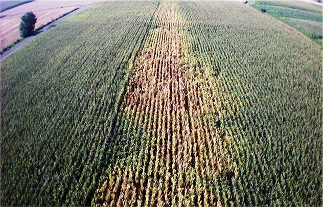 L'importanza dell'irrigazione a goccia sul mais: i campi dimostrativi di Netafim