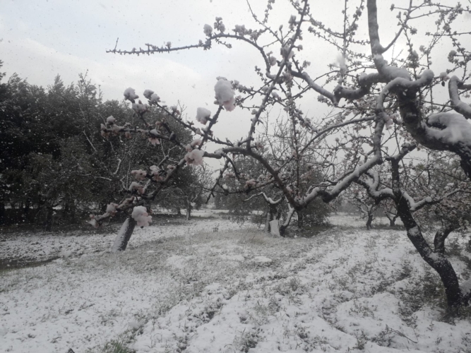 Nella foto: mandorlo in fiore raggiunto dalla neve fresca
