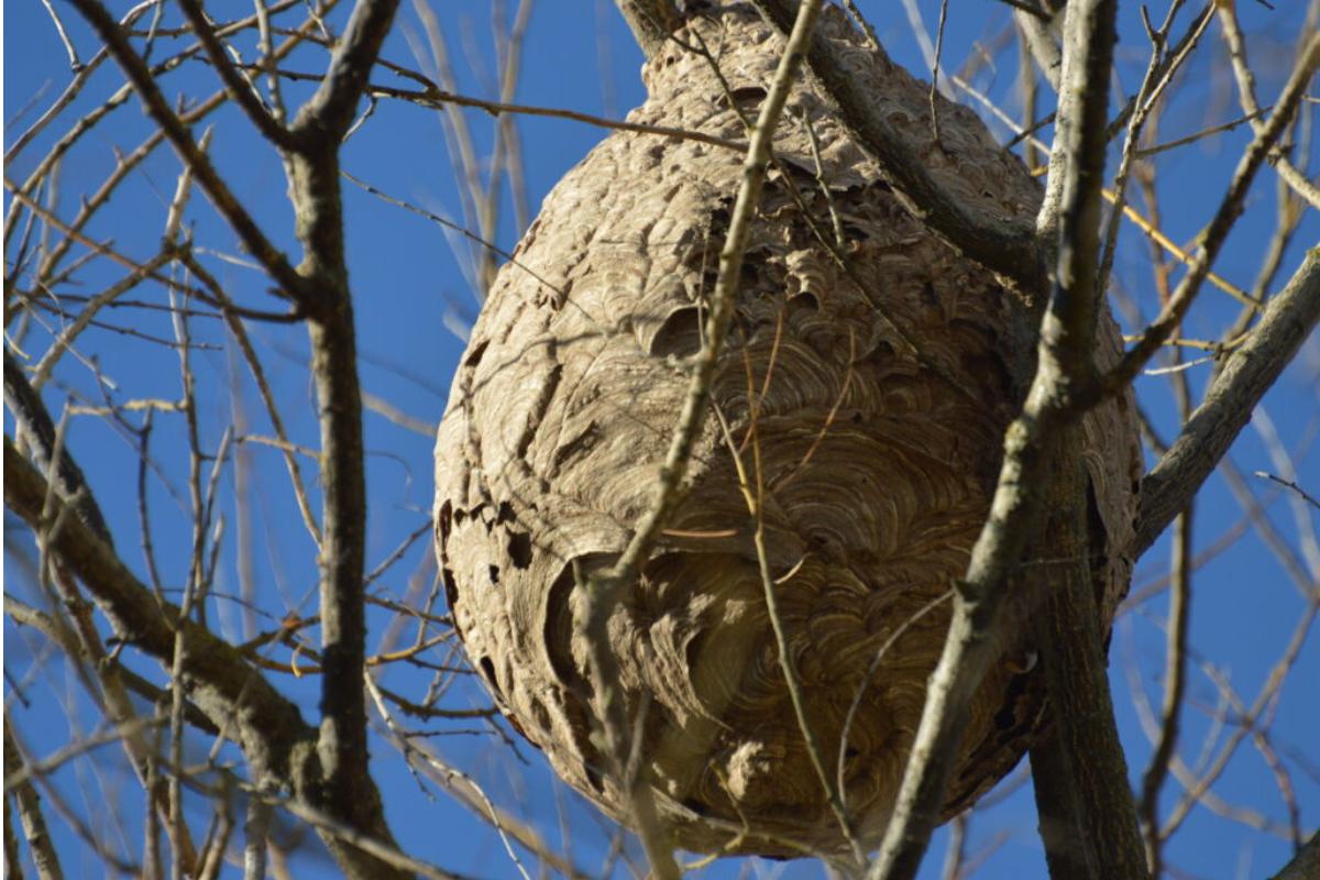 Il nido di Budrio, in provincia di Bologna