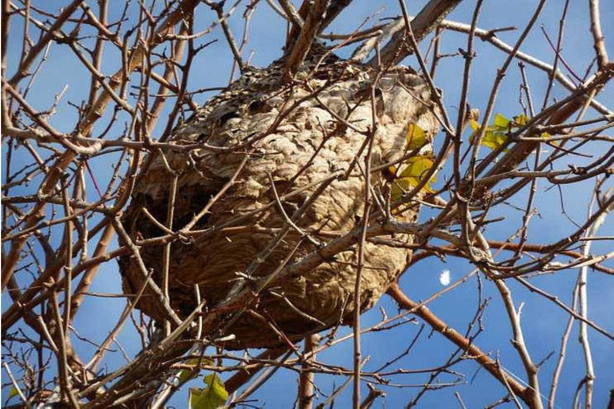 Un nido di calabrone asiatico