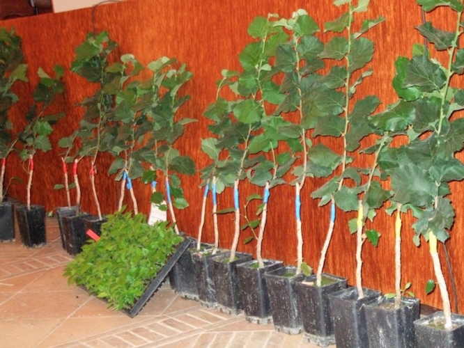 La nuova cultivar 'Tonda Francescana' è stata ottenuta e brevettata dai ricercatori dell'Ateneo