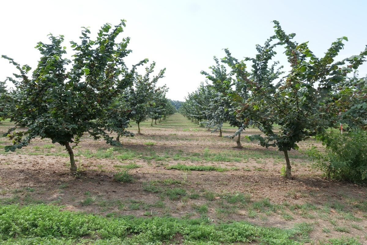 Noccioleto di 20 ettari della Fondazione per l'Istruzione Agraria in Perugia con piante innestate e micropropagate di Tonda Francescana al quinto anno