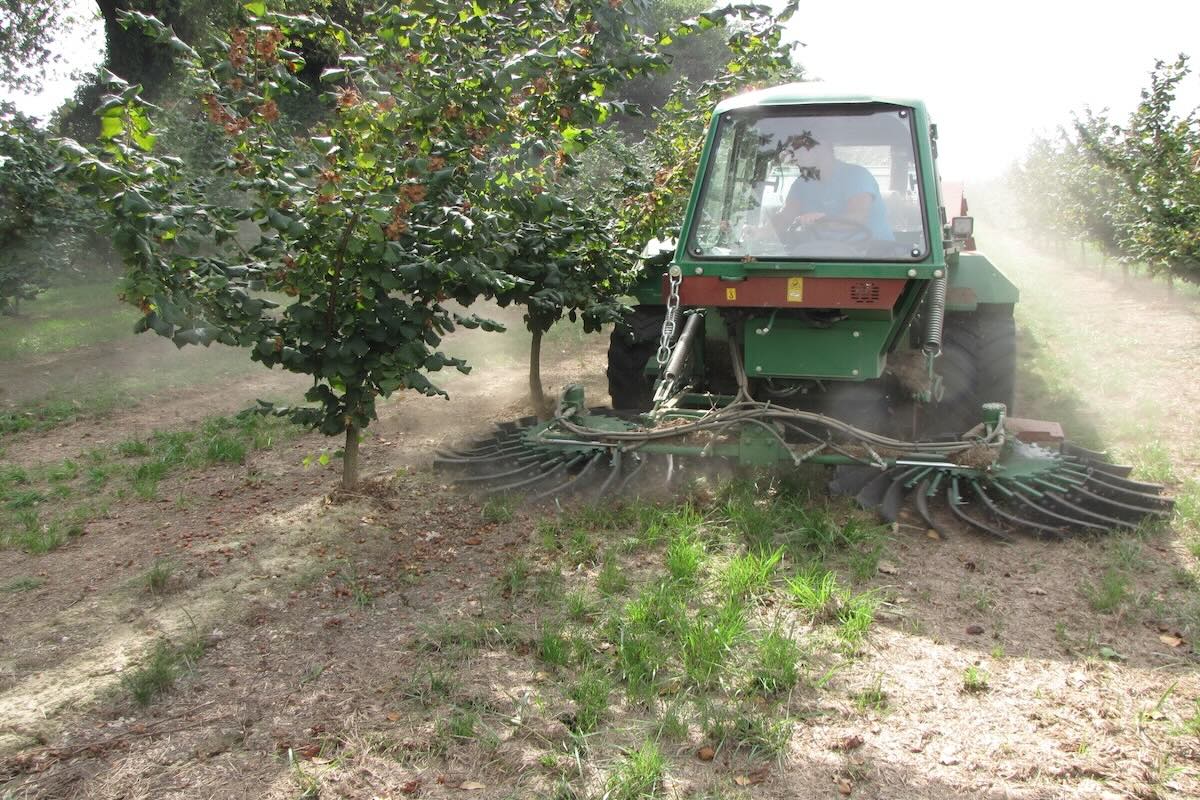 Raccolta della Tonda Francescana in Umbria