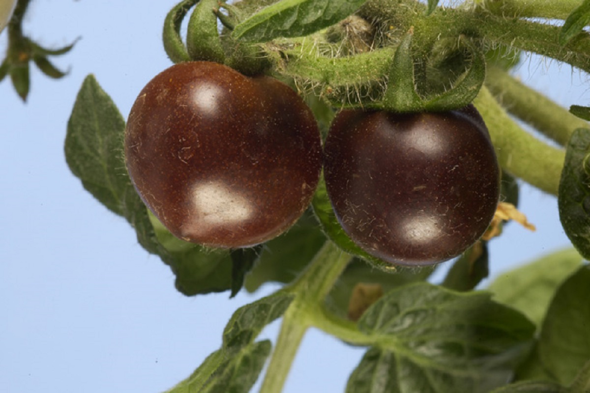 Pomodoro viola, le sementi Ogm sono illegali in Europa