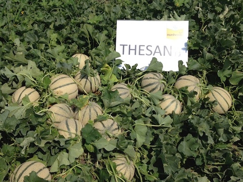 La nuova varietà di melone Thesan F1 di Nunhems