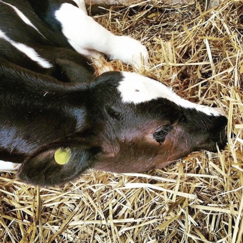 Sprayfo: per diminuire i problemi respiratori del vitello sono necessari una corretta somministrazione di colostro alla nascita ed il controllo dei fattori di rischio