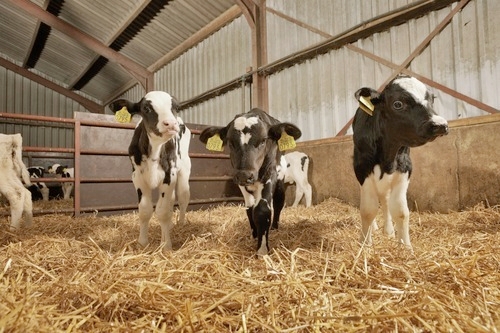 Sprayfo: l’utilizzo di nebulizzatori e ventilatori nelle vitellaie è probabilmente il mezzo più efficace per ridurre lo stress da calore