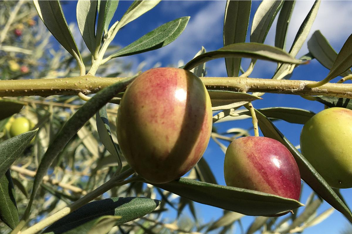 Oliva ascolana del Piceno, nelle Marche un bando per fare nuovi oliveti e nuovi frutteti di mela rosa dei Sibillini (Foto di archivio)