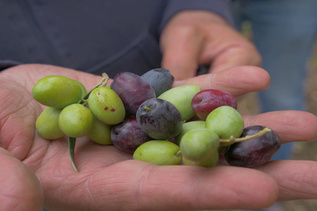 Come sostenere lo sviluppo delle olive con il giusto apporto nutrizionale