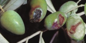 Olive danneggiate dalla Bactrocera oleae