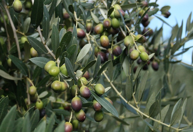 Olive degli impianti piemontesi