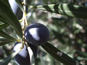 Belchim, la strategia per la gestione dell'oliveto