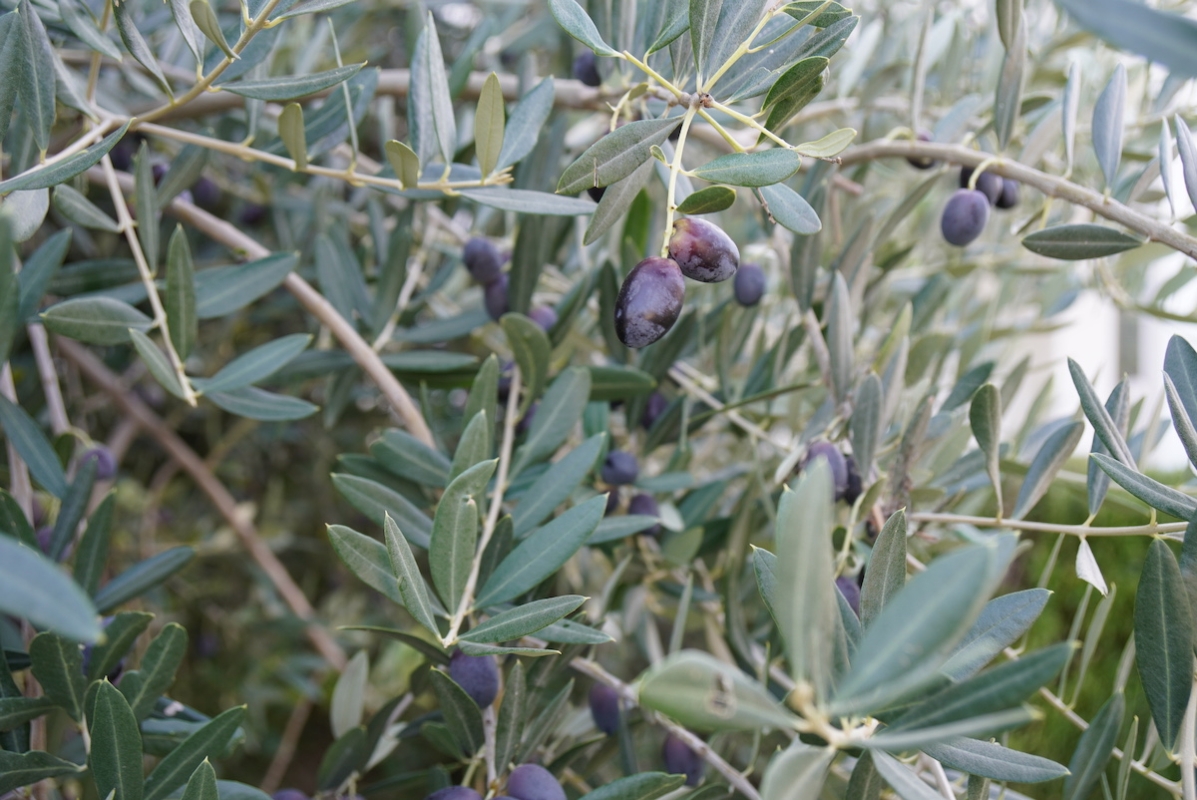 Coltivare l'olivo in aridocoltura