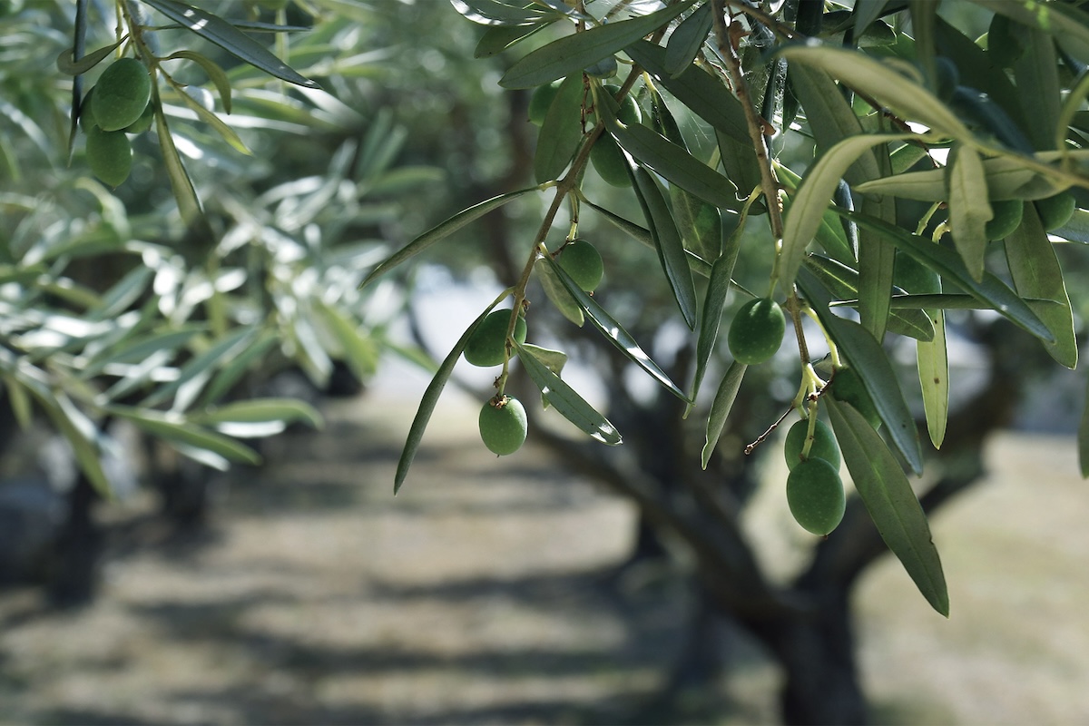 È fondamentale mettere l'olivo nelle migliori condizioni