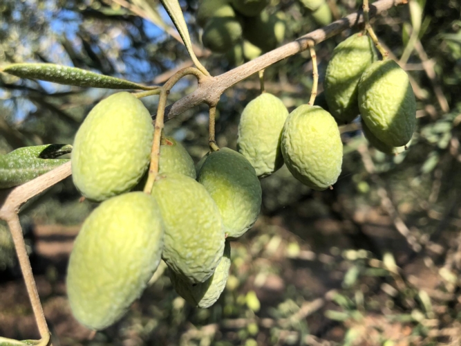 Le olive sono avvizzite per il caldo e la carenza idrica: un fotogramma inusuale per la terza decade di ottobre