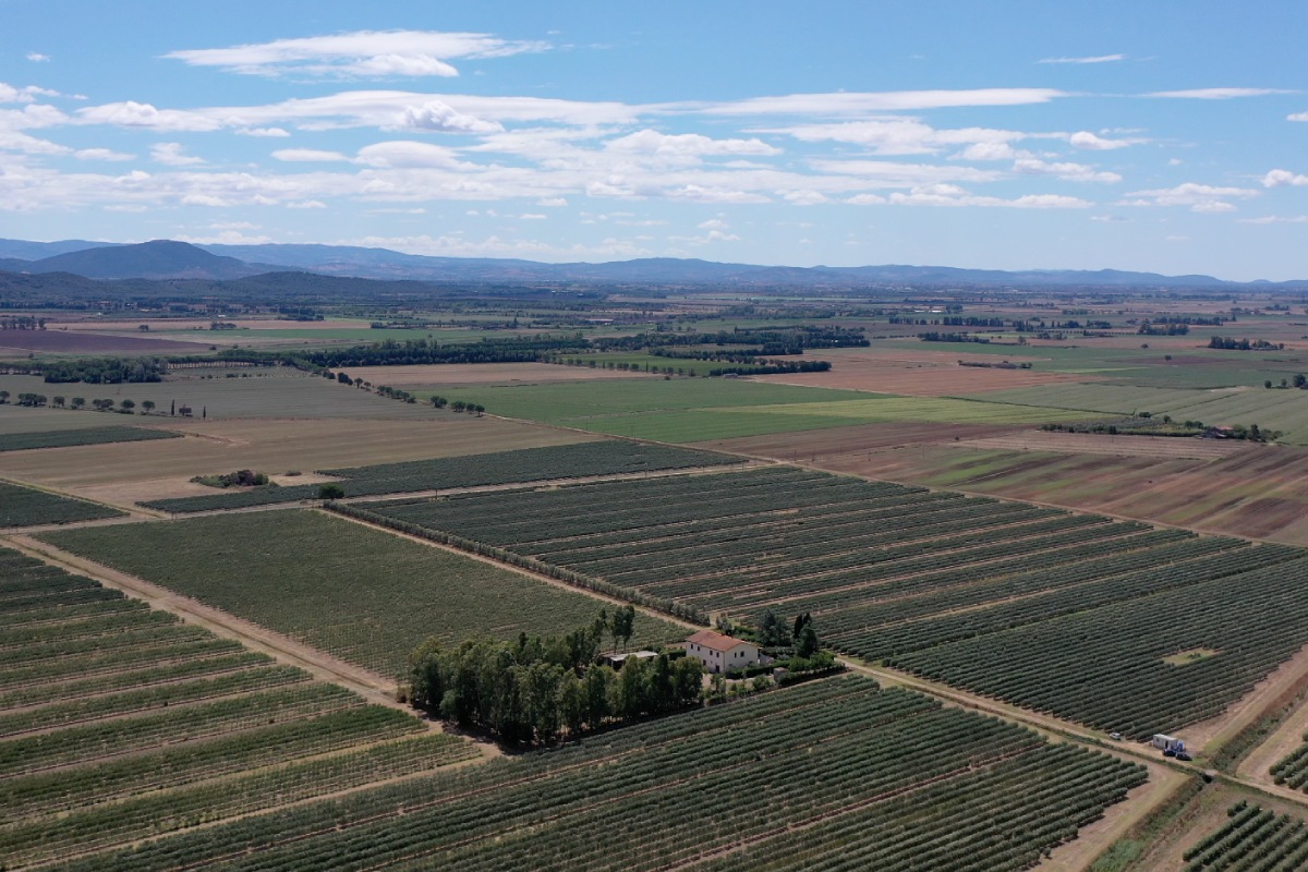 L'oliveto di Arte Olio a Braccagni in Toscana vanta un'estensione di ben 700 ettari