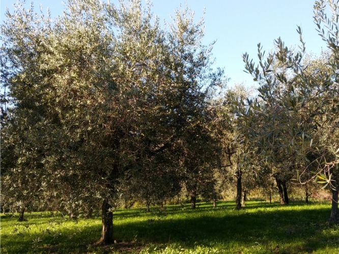 Un oliveto sulle colline toscane