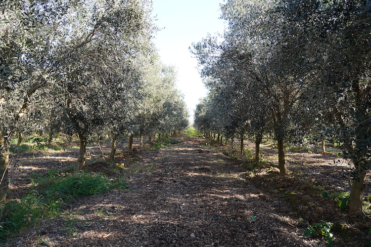 La potatura dell’oliveto intensivo