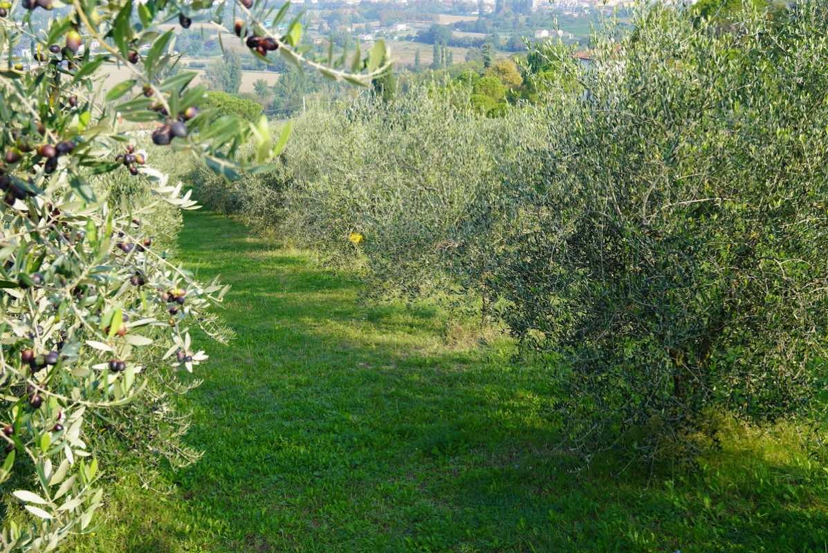 Lazio, il bando per i pagamenti agro climatico ambientali