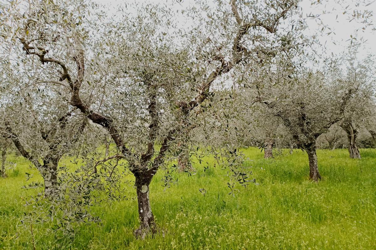 Un oliveto. Ben tre ecoschemi su cinque possono essere usati  per otterene contributi (Foto di archivio)