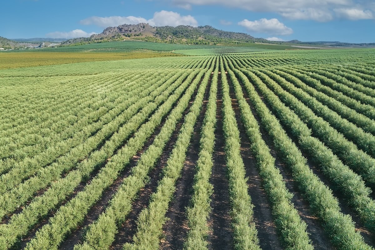 Oliveto tradizionale Vs oliveto superintensivo