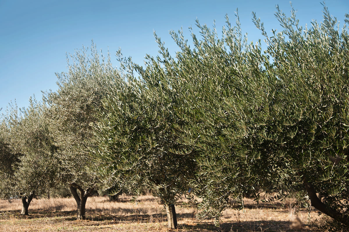 Il mandorlo e l'olivo sono due specie tipiche degli areali mediterranei (Foto di archivio)