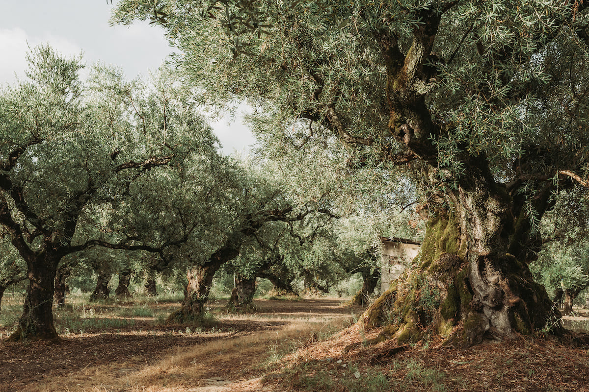 Politica Agricola Comune a aiuti all'olivicoltura