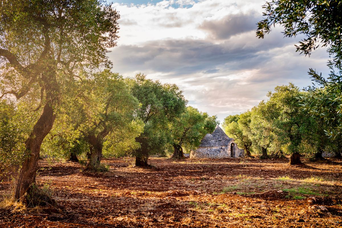 L'oliveto è stato predisposto dal Gal Terre del Primitivo