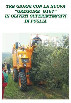 Olivicoltura superintensiva in Puglia
