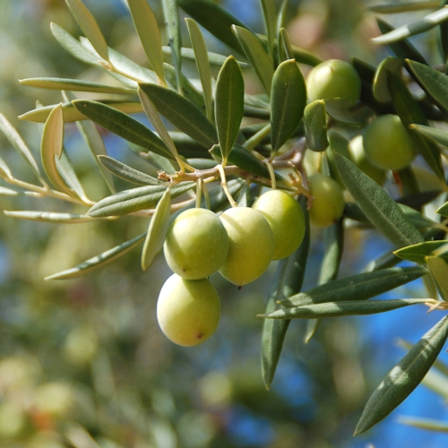 Produzione, l'incremento in olivicoltura