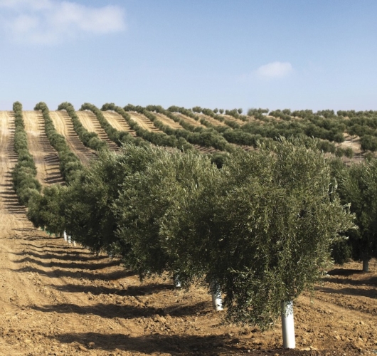 Gowan Italia mette a disposizione degli olivicoltori diverse soluzioni di riferimento per la difesa delle produzioni