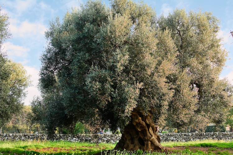Alcune cultivar di ulivo sono tolleranti alla Xylella